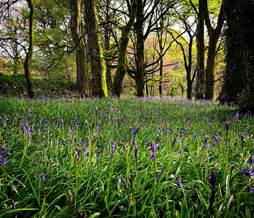 Bluebells