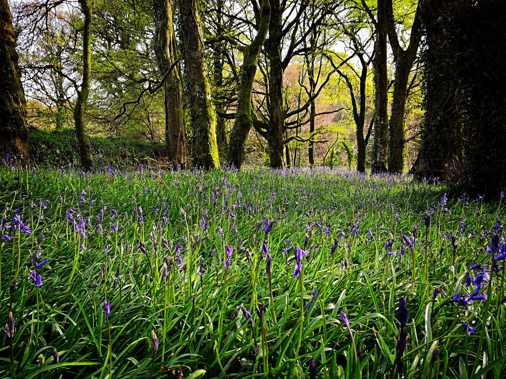 Bluebells