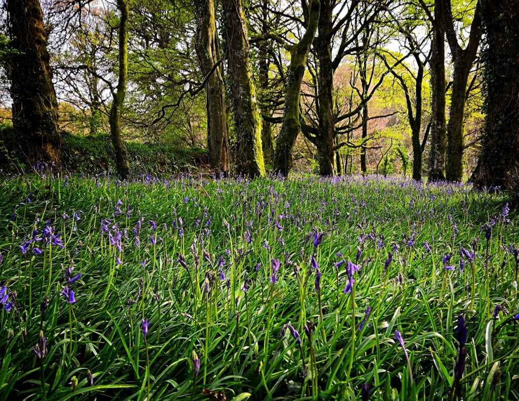 Camelford Bluebells, by Daniel Kavanagh