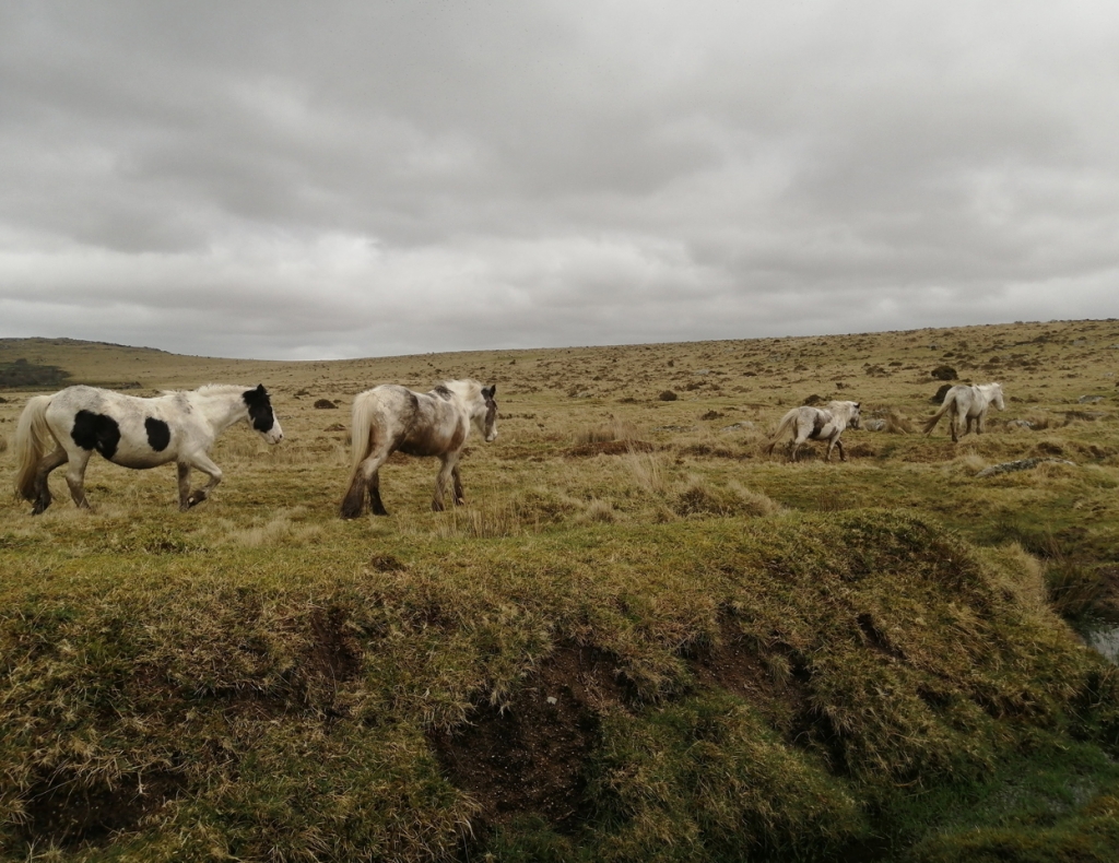 Bodmin Moor