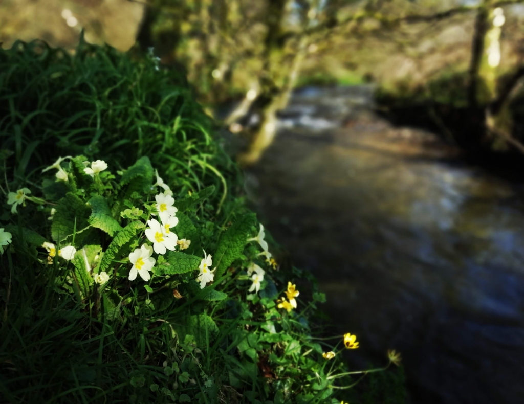 Primroses